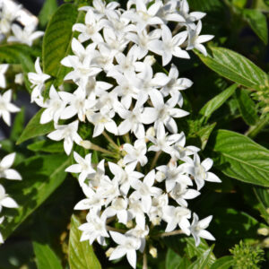Pentas – Graffiti White – 4.5″ Pot