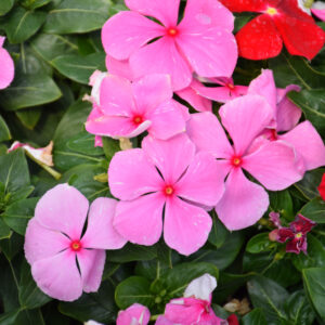 Vinca – Cora XDR Light Pink – 4.5″ Pot