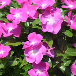 Vinca – Cora XDR Orchid – 4.5″ Pot