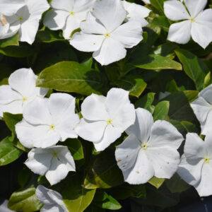 Vinca – Cora XDR White – 4.5″ Pot