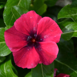 Vinca – Tattoo Black Cherry – 4.5″ Pot