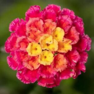 Lantana – Bandolero Lychee – 6.5″ Pot