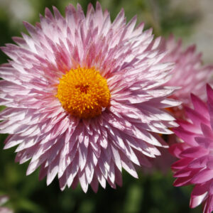 Bracteantha – Granvia Pink – 8″ Patio Pot