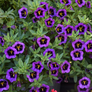 Calibrachoa – Cabaret Midnight Kiss – 8″ Hanging Basket