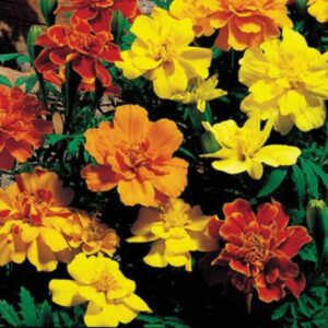 Marigold – Safari Mix – 6″ Pot