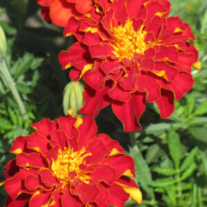 Marigold – Safari Red – 6″ Pot