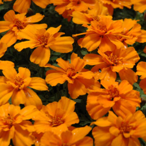Marigold – Safari Tangerine – 6″ Pot