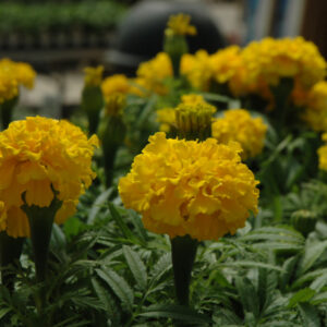 Marigold – Safari Yellow – 6″ Pot