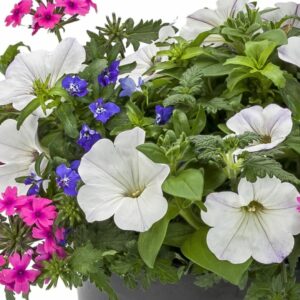 Combo – Rock’n’Roll – 12″ Patio Pot