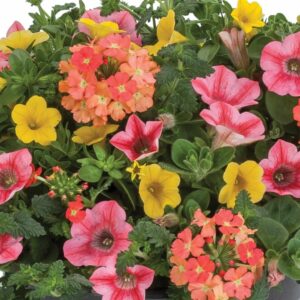 Combo – Beach Bum – 12″ Hanging Basket
