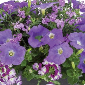 Combo – Blue Ridge – 12″ Hanging Basket