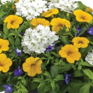 Combo – Curb Appeal – 12″ Hanging Basket