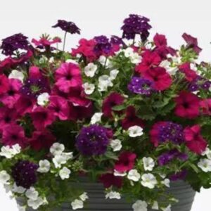 Combo – Jazzberry Jam – 12″ Fiber Hanging Basket
