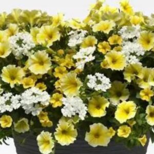 Combo – Sunnyside Improved – 10″ Hanging Basket