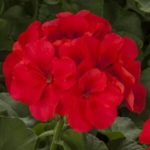 Geranium – Calliope Large Orange Splash – 16″ Moss Hanging Basket