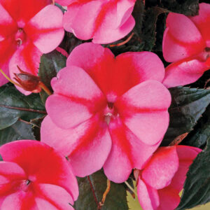Sunpatiens – Red Candy – 8″ Hanging Basket