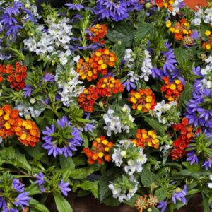 Combo – Rockets Red Glare – 10″ hanging Basket