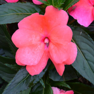New Guinea Impatiens – Sonic Salmon – 8″ Hanging Basket