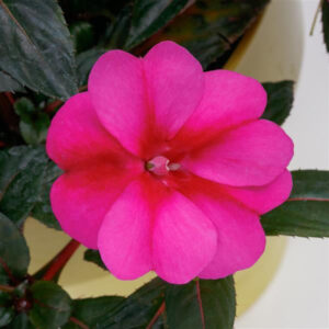 Sunpatiens – Purple Candy – 8″ Hanging Basket