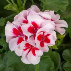 Geranium – Calliope Medium White Splash – 16″ Moss Hanging Basket