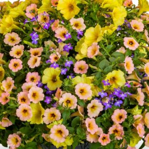 Combo – Island In The Sun – 6.5″ Pot