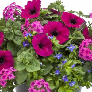 Combo – Night In Pompeii – 6.5″ Pot