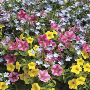 Combo – Pink Lemonade – 6.5″ Pot