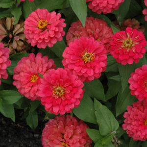 Zinnia – Magellan Cherry – 4.5″ Pot