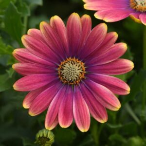 Osteospermum – Pink Sun – 4.5″ Pot