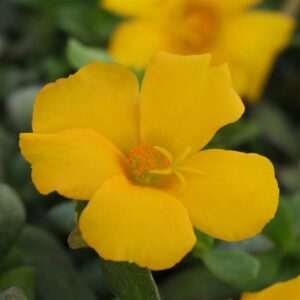 Portulaca – Rio Yellow – 4.5″ Pot