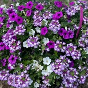 Combo – Dekko Lavender Twist – 6.5″ Pot