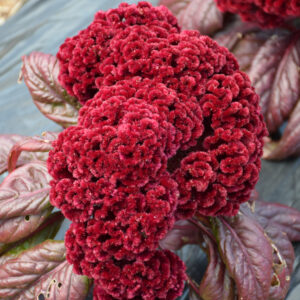 Celosia – Dracula – 4.5″ Pot