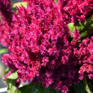 Celosia – First Flame Purple – 4.5″ Pot