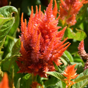 Celosia – Fresh Look Orange – 4.5″ Pot