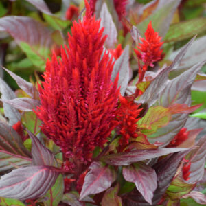 Celosia – New Look Scarlet – 4.5″ Pot