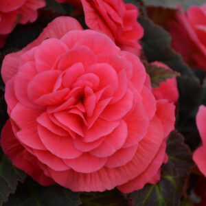Begonia – Mocca Pink Shades – 4.5″ Pot