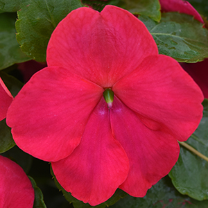 Impatiens – Beacon Lipstick – 4″ Pot