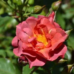 Rose Floribunda – Cinco De Mayo