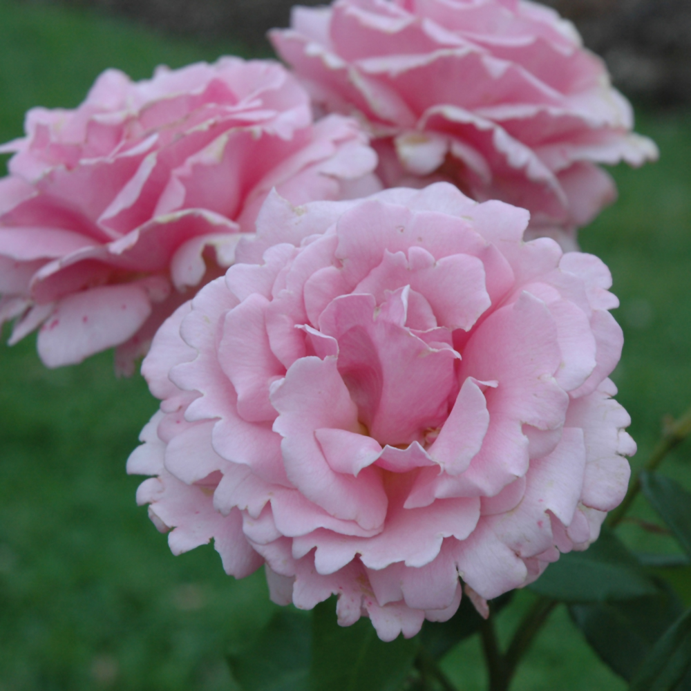 Mahoney's Garden Centers | Rose Hybrid Tea - Memorial Day - #3 ...