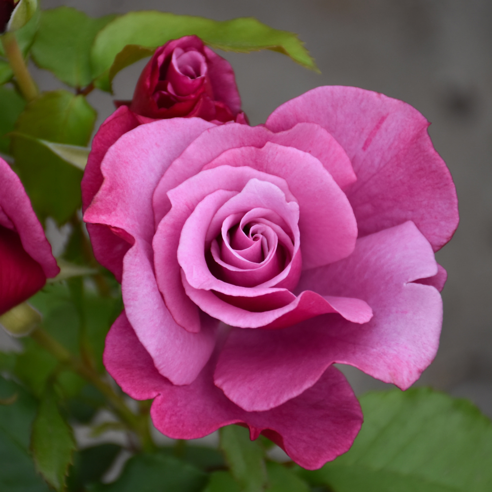 Mahoney's Garden Centers | Rose Hybrid Tea - Barbra Streisand - #3 ...