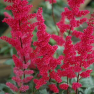 Astilbe Arendsii – Fanal – #2 Container