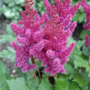 Astilbe Chinensis – Visions – #2 Container