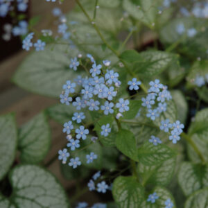 Brunnera Macrophylla – (Bugloss) Jack Frost – #1 Container