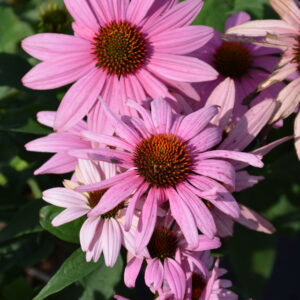 Echinacea (Coneflower) – Prairie Splendor – #1 Container