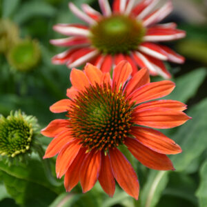 Echinacea (Coneflower) – Artisan Red Ombre – #1 Container