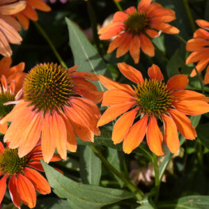 Echinacea (Coneflower) – Artisan Soft Orange – #1 Container