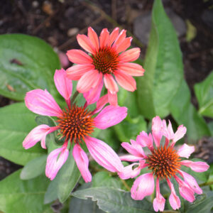 Echinacea Eye-Catcher (Coneflower) – Coral Craze – #1 Container