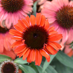 Echinacea Eye-Catcher (Coneflower) – Tanager – #1 Container
