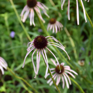 Echinacea (Coneflower) – Pallida – #1 Container