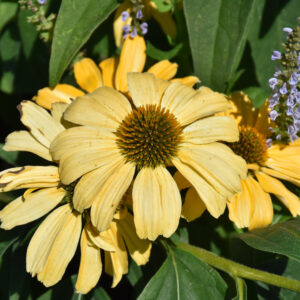 Echinacea Color Coded (Coneflower) – One In A Melon – #1 Container